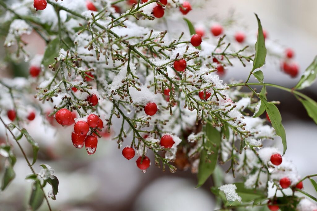 heavenly bamboo, nandina, berry-6002077.jpg